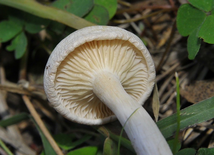 Clitocybe sp?